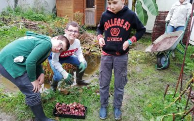 Récolte au club jardin !